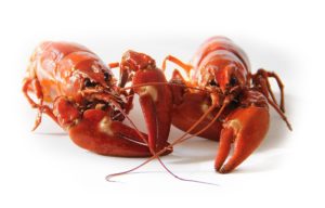 Online lobster store