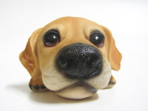curios-dog